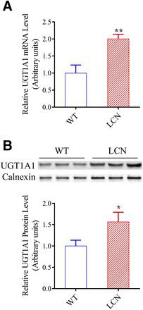 niclosamide dose medscape